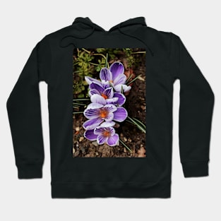 crocuses lined up Hoodie